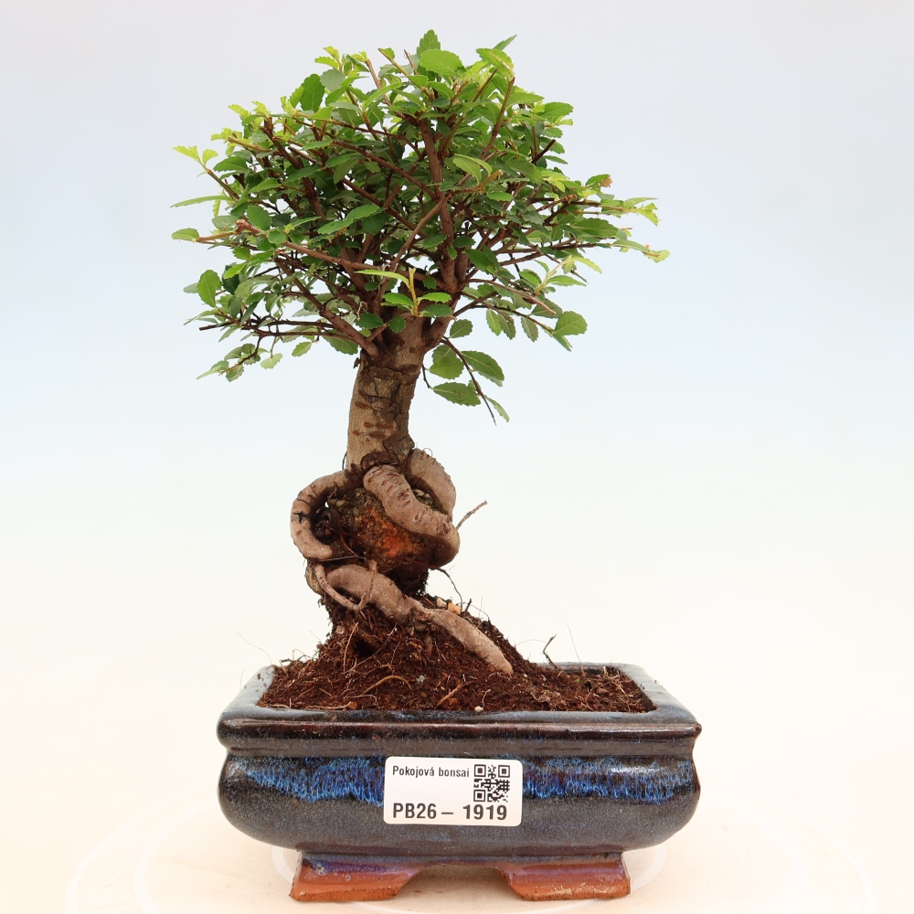 Pokojová bonsai - Ulmus parvifolia - Malolistý jilm