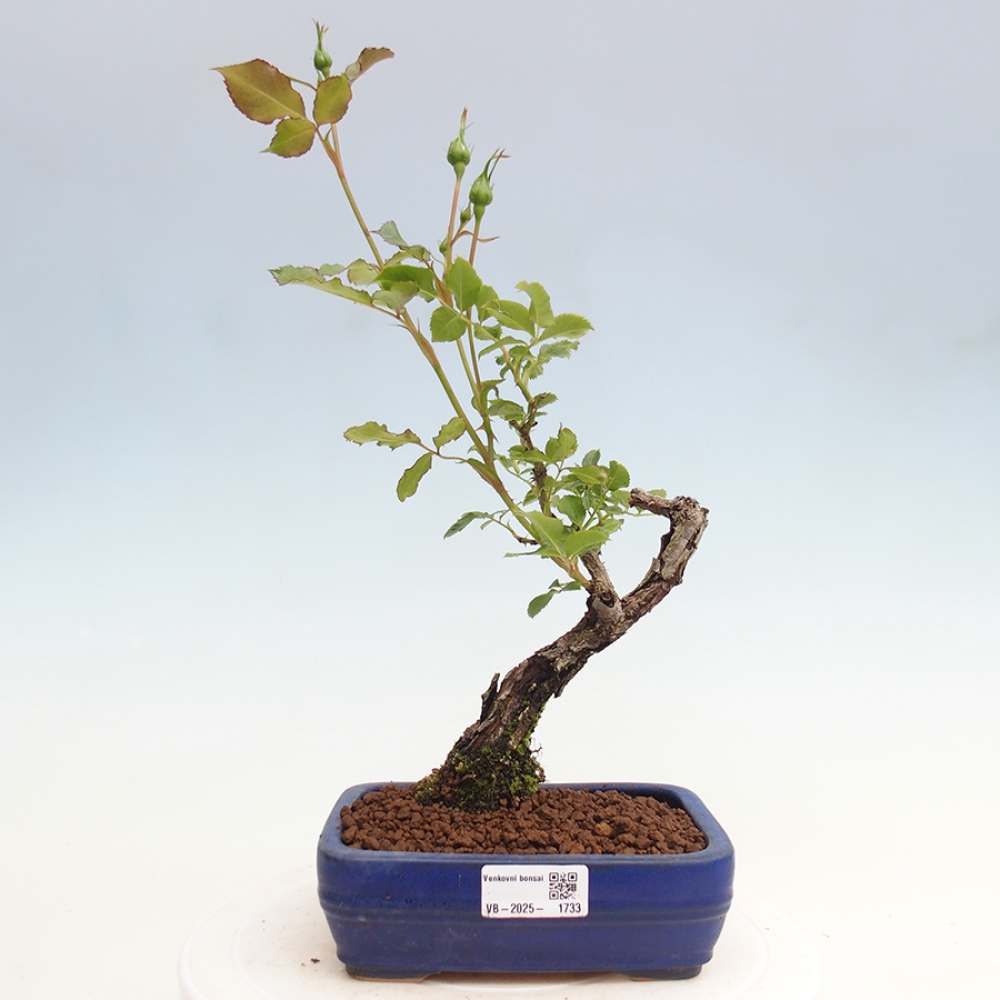 Venkovní bonsai - Rosa Kordes -  růže
