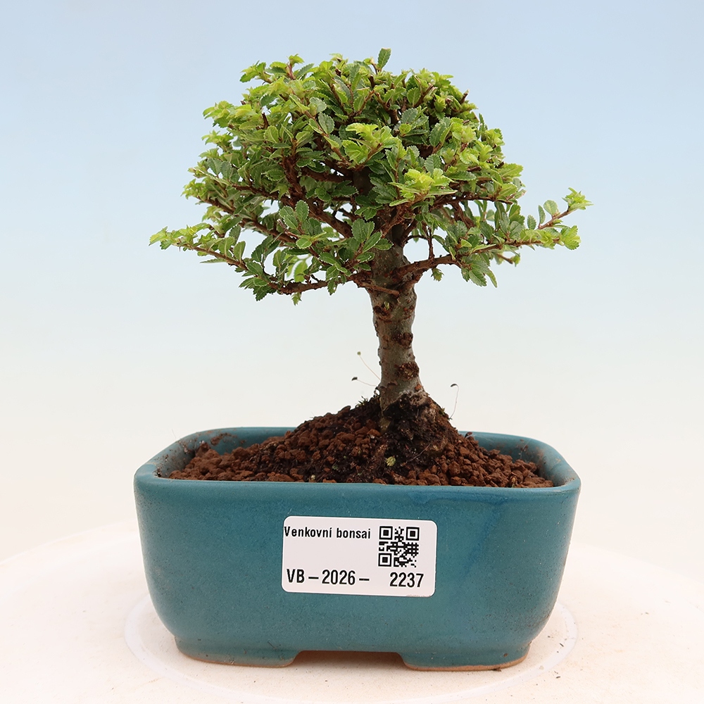 Venkovní bonsai - Ulmus parvifolia Sagei - Malolistý jilm