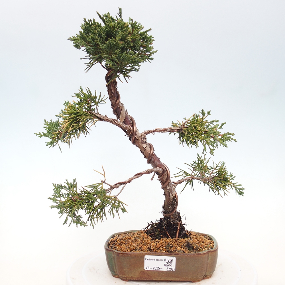 Venkovní bonsai - Juniperus chinensis Kishu -Jalovec čínský