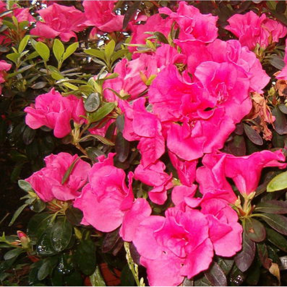Pokojová bonsai - Rhododendron simsii -  Pěnišník