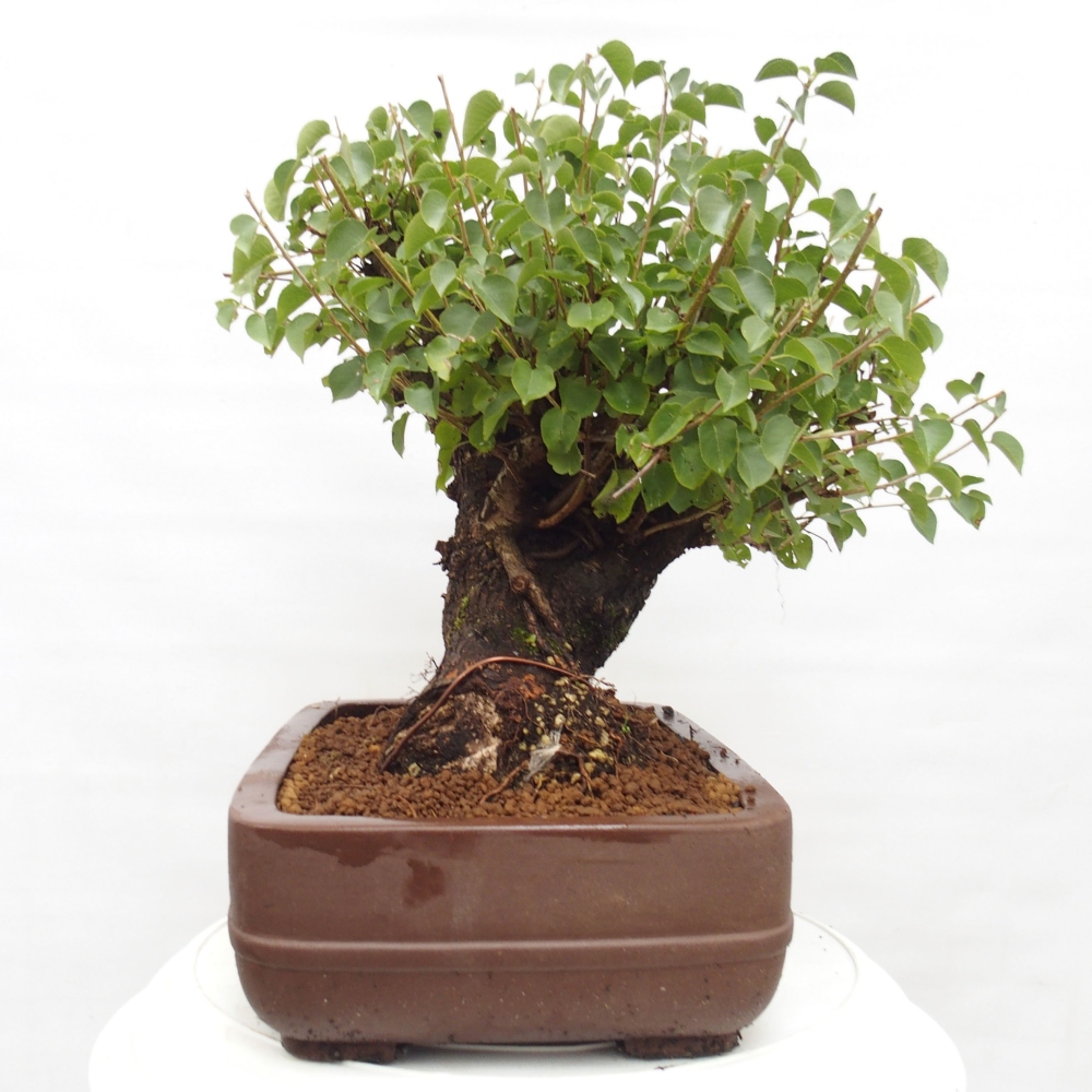 Venkovní bonsai - Mahalebka - Prunus mahaleb