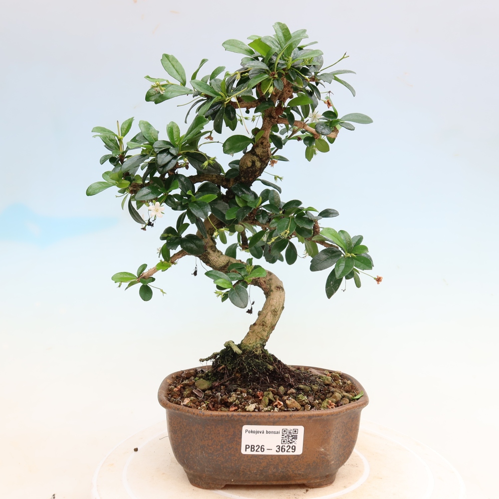 Pokojová bonsai - Carmona macrophylla - Čaj fuki