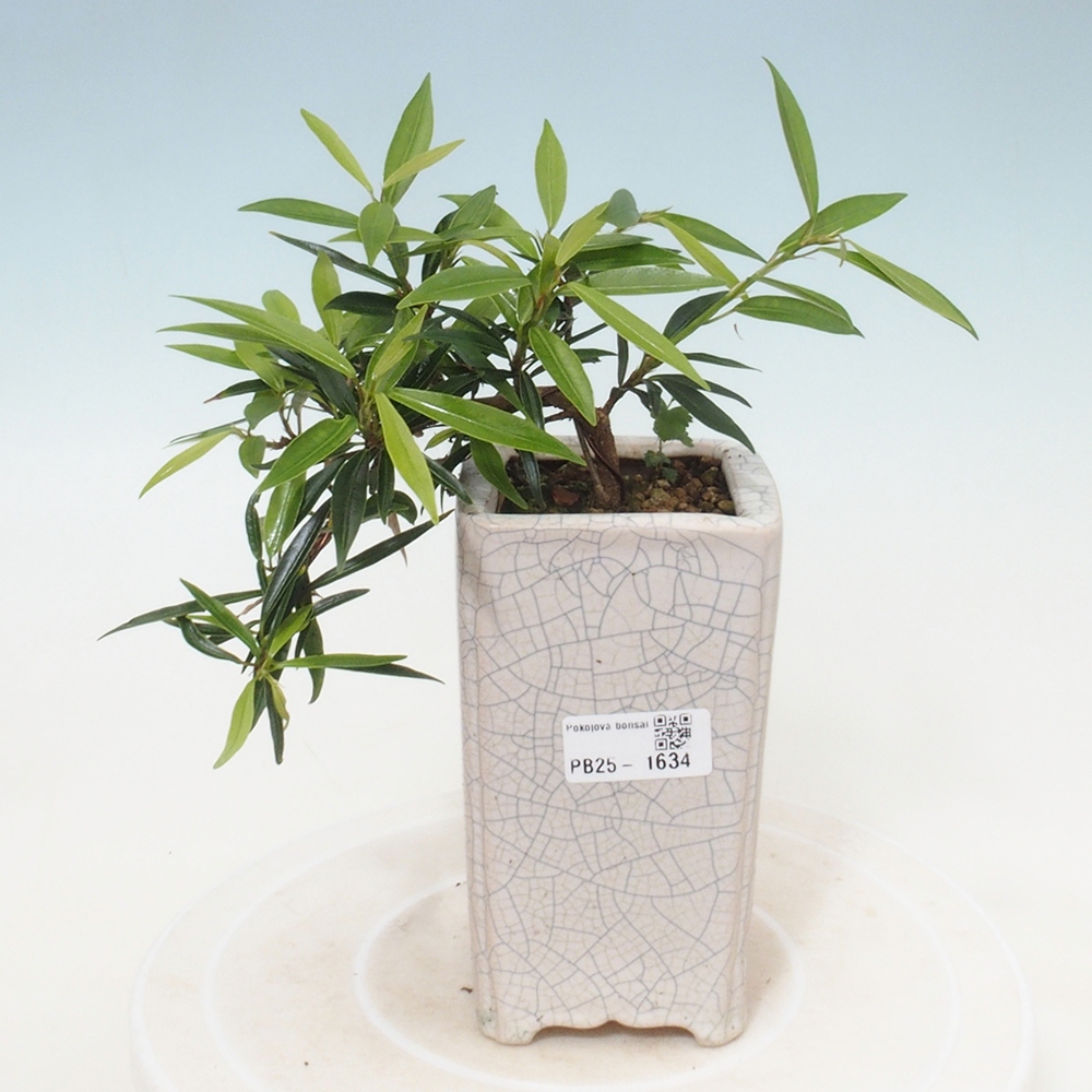 Pokojová bonsai - Ficus nerifolia -  malolistý fíkus