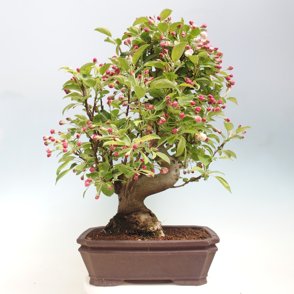 Venkovní bonsai -Malus halliana - Maloplodá jabloň
