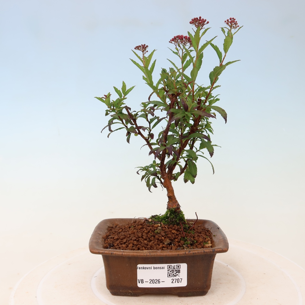 Venkovní bonsai - tavolník japonský - Spirea japonica Anthony Waterer
