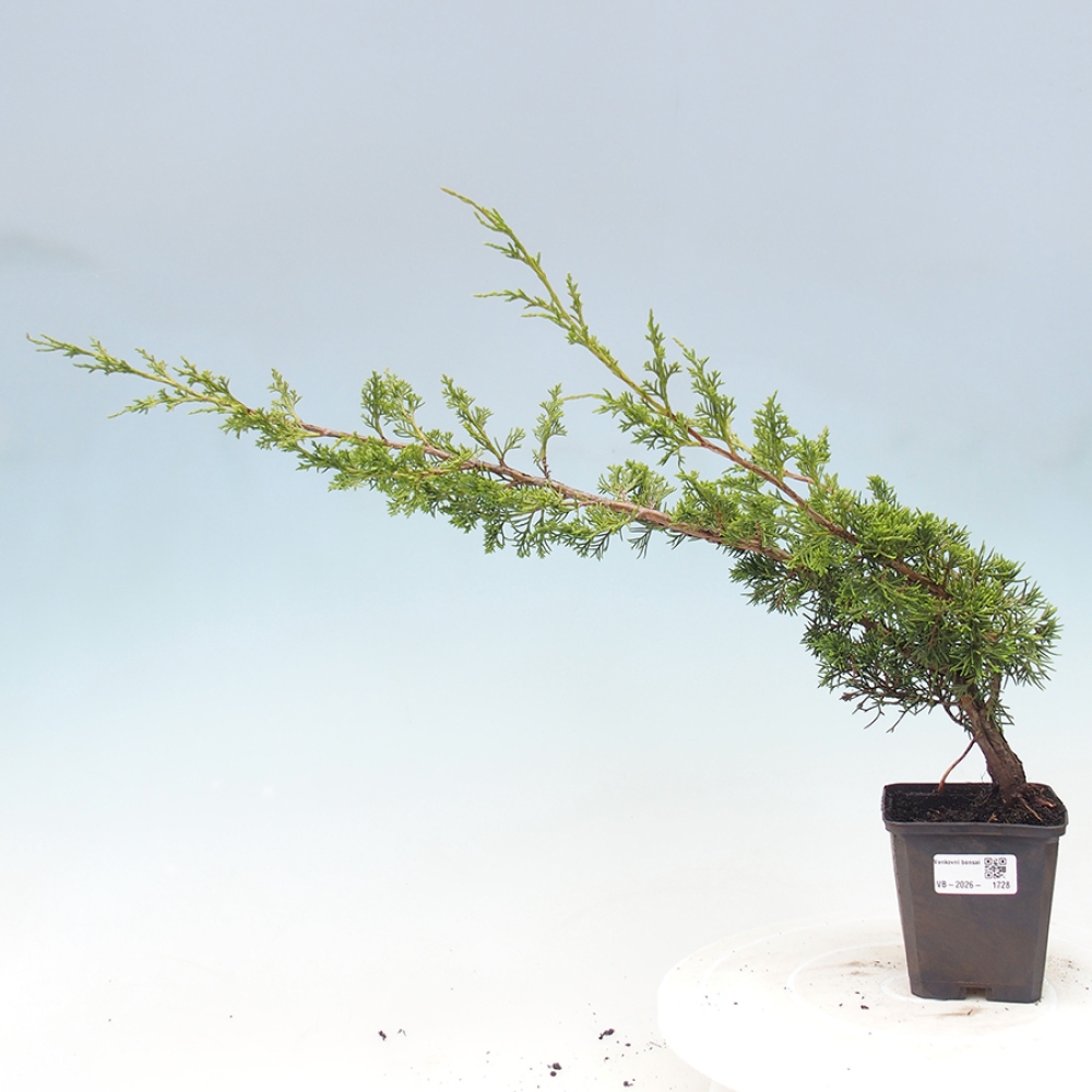 Venkovní bonsai - Juniperus chinensis Itoigawa -Jalovec čínský