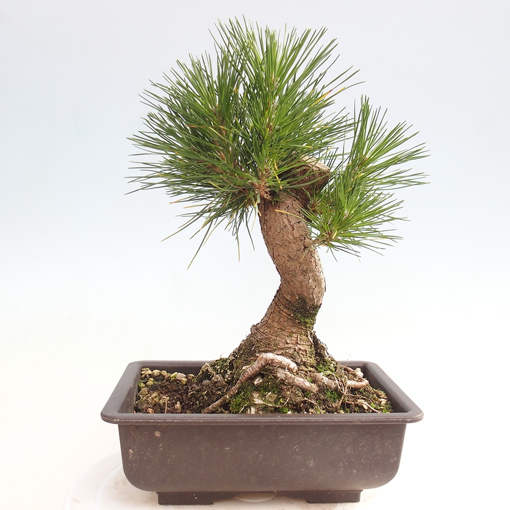 Venkovní bonsai - Pinus thunbergii - Borovice thunbergova