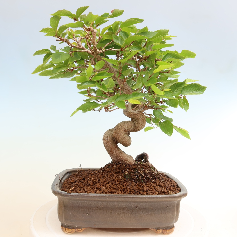 Venkovní bonsai -Carpinus coreana - Habr korejský