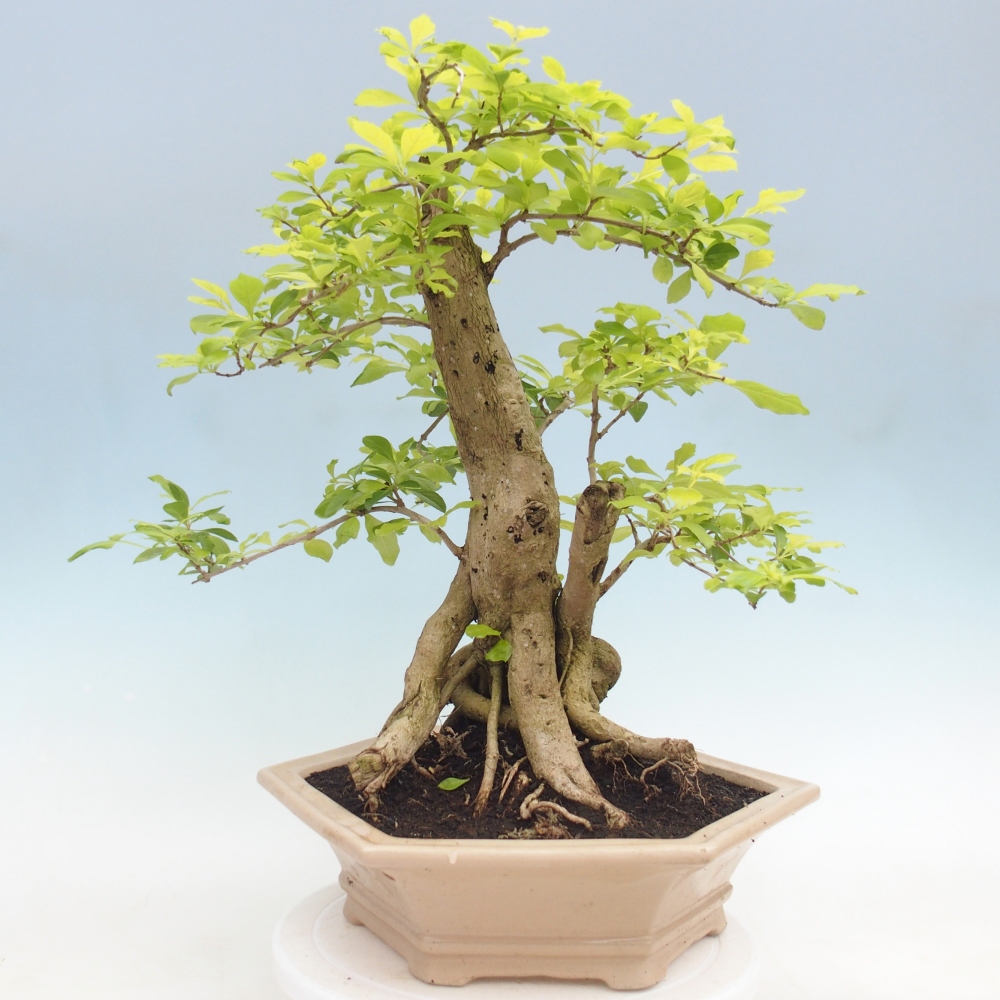 Pokojová bonsai - Duranta erecta Aurea - POUZE OSOBNÍ ODBĚR nebo paletová přeprava