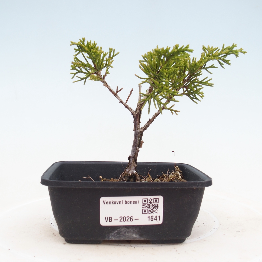 Venkovní bonsai - Juniperus chinensis Itoigawa -Jalovec čínský