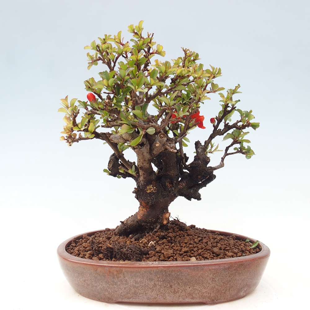 Venkovní  bonsai -  Chaneomeles speciosa - Kdoulovec ozdobný