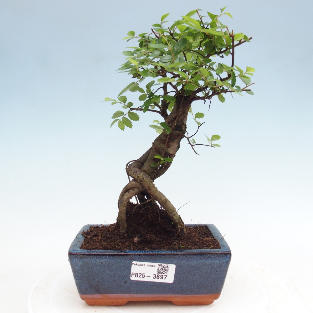 Pokojová bonsai - Ulmus parvifolia - Malolistý jilm