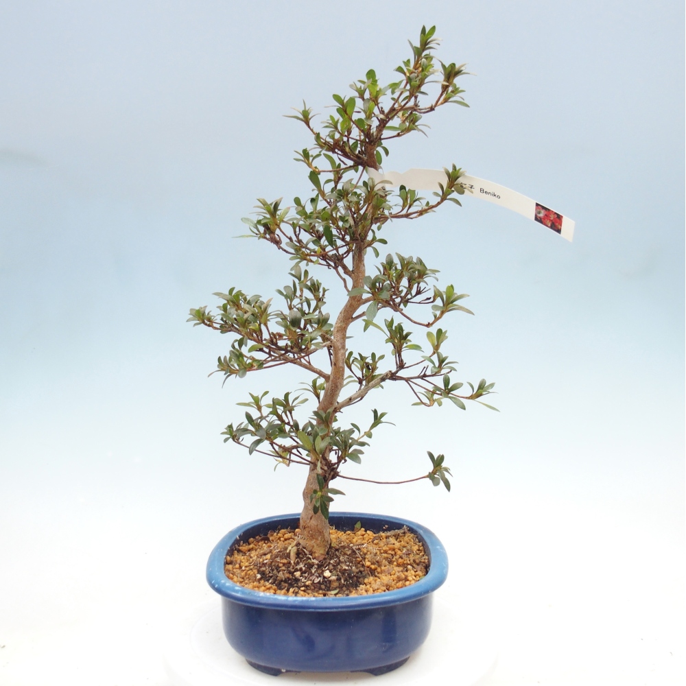 Venkovní bonsai - Japonská azalka - Azalea Beniko
