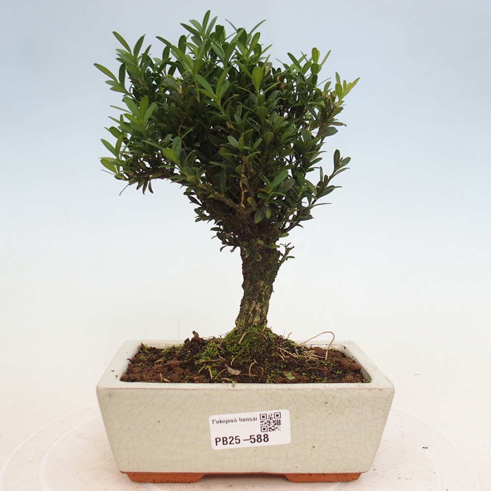Pokojová bonsai - Buxus harlandii - korkový buxus