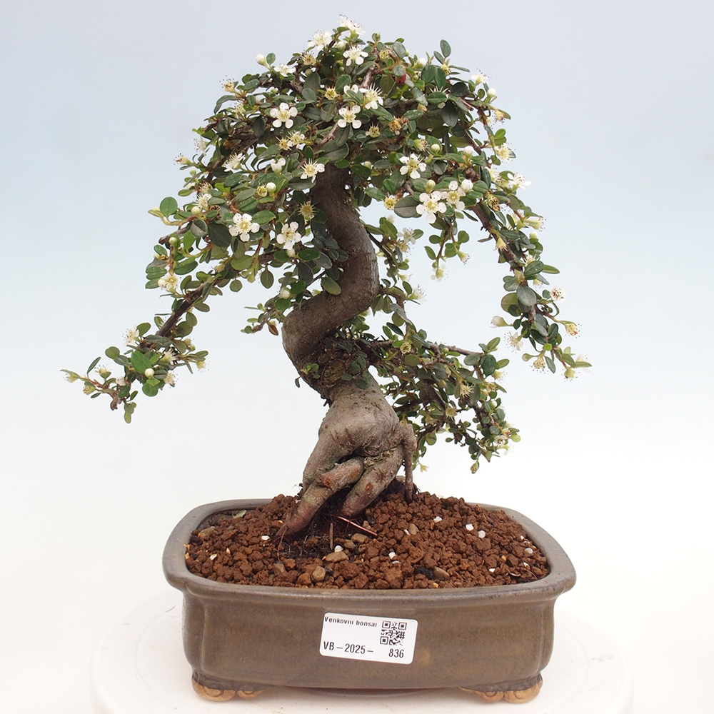 Venkovní bonsai-Cotoneaster dammeri - Skalník Damerův