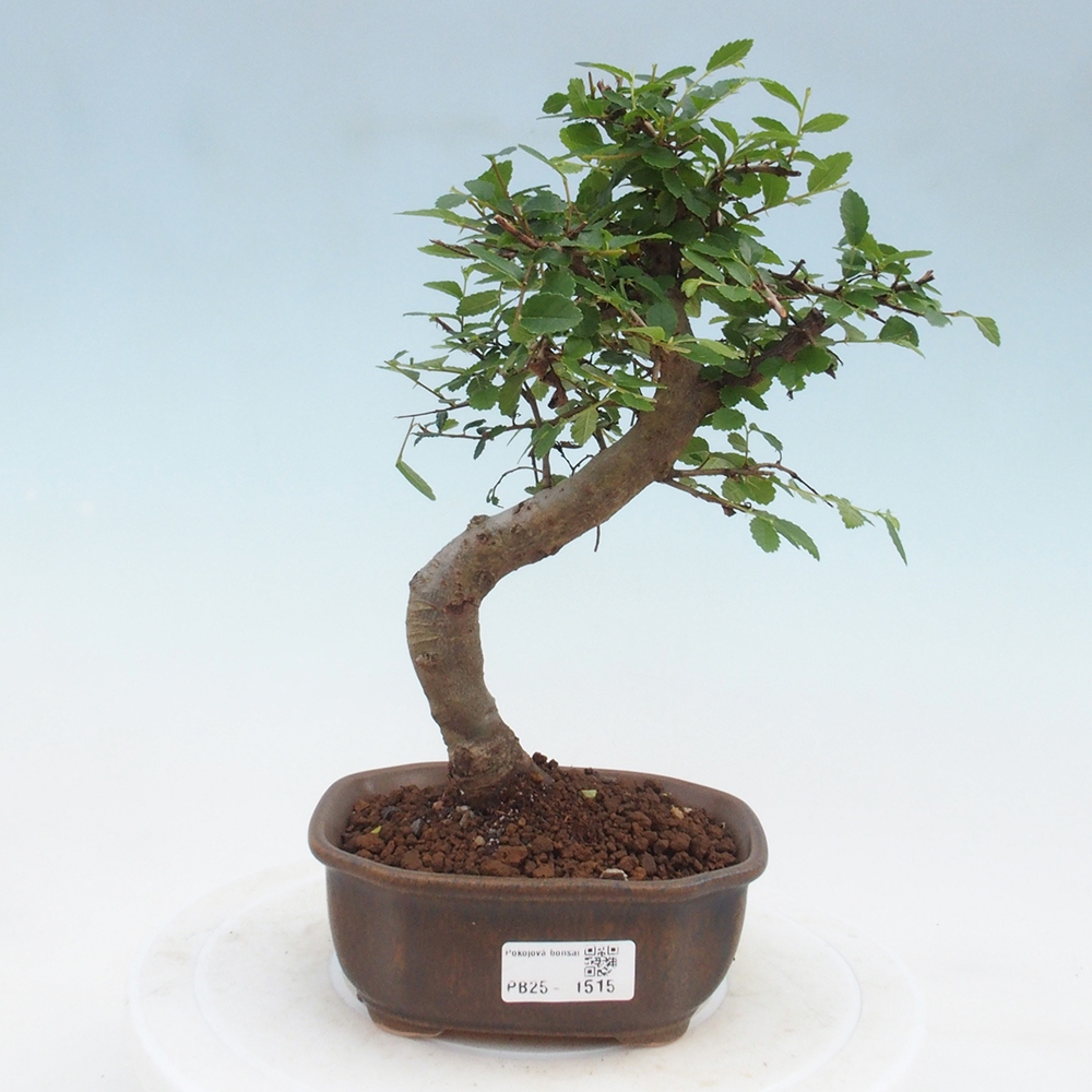 Pokojová bonsai-Malolistý jilm 