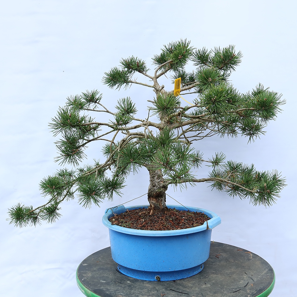 Pinus sylvestris Španělsko - borovice lesní