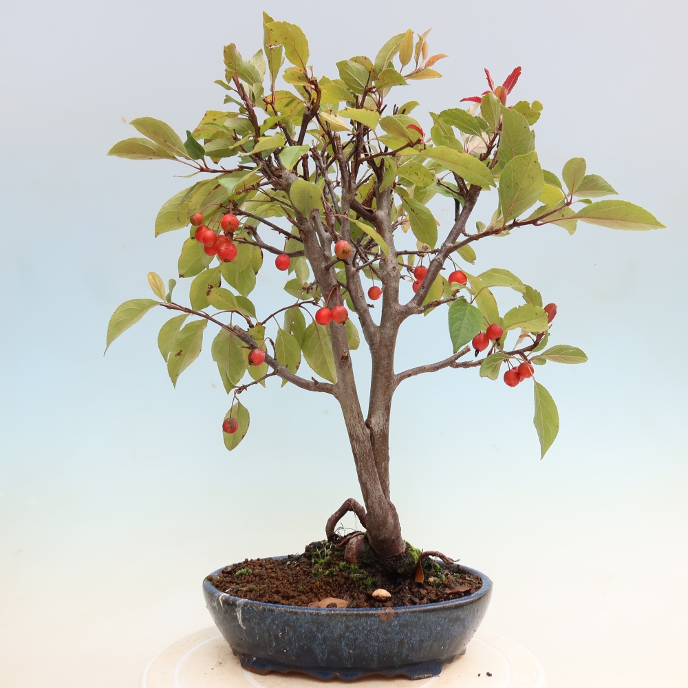 Venkovní bonsai -Malus domestica - Maloplodá jabloň červenolistá