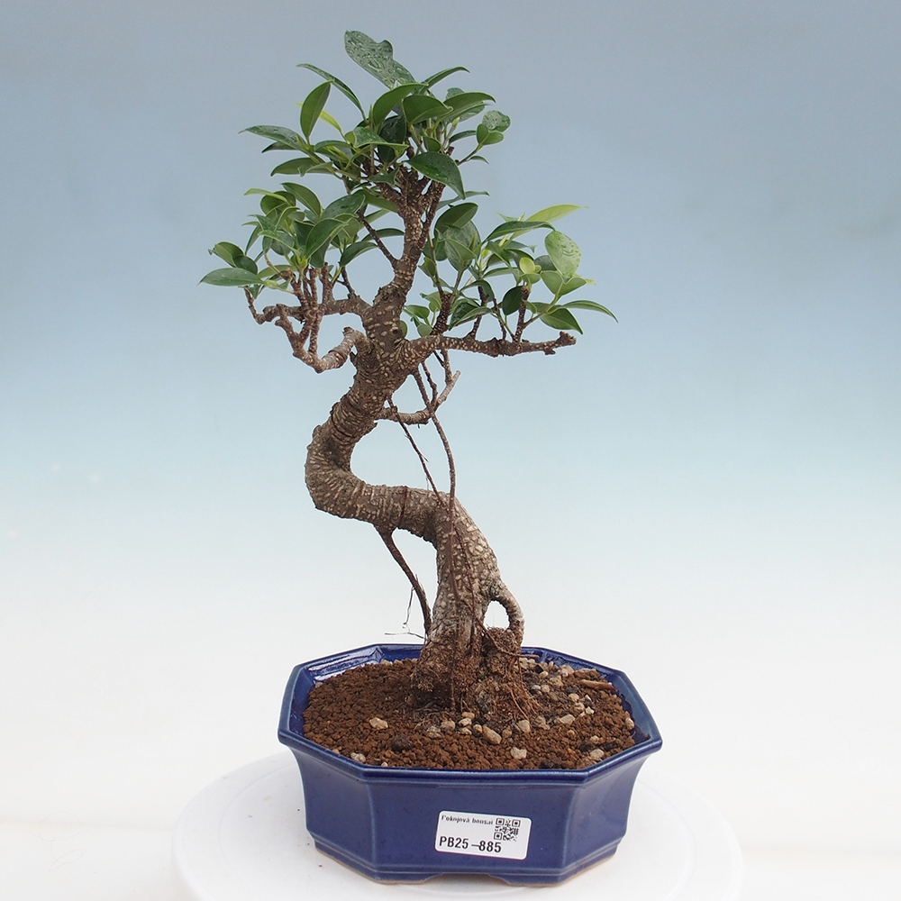 Pokojová bonsai - Ficus retusa -  malolistý fíkus