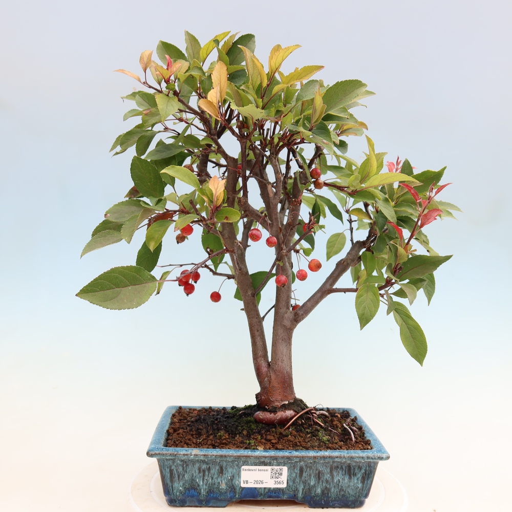 Venkovní bonsai -Malus domestica - Maloplodá jabloň červenolistá