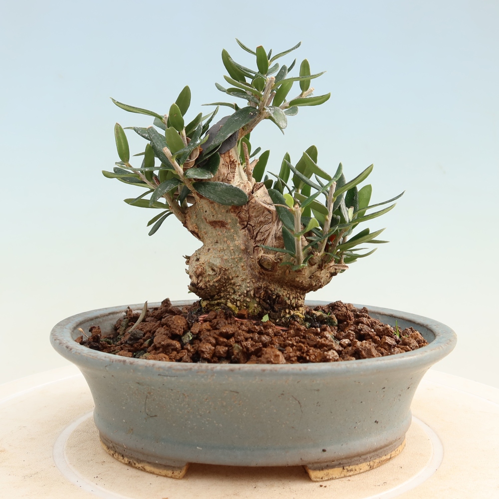 Pokojová bonsai - Olea europaea sylvestris -Oliva evropská drobnolistá