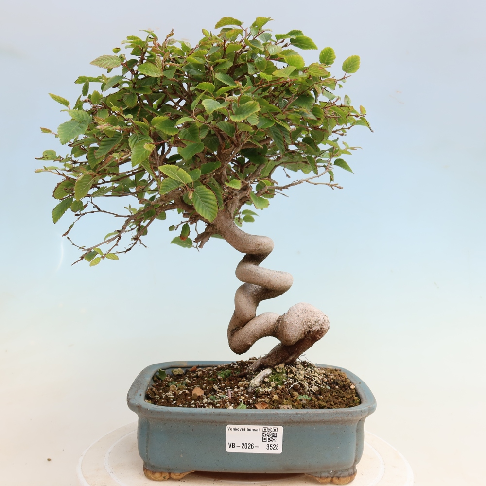Venkovní bonsai -Carpinus CARPINOIDES - Habr korejský