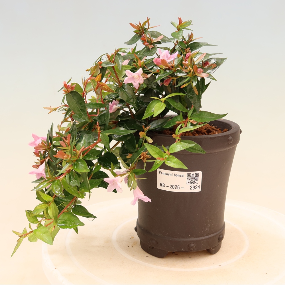 Venkovní bonsai - Abelia Edward Goucher - Abélie velkokvětá