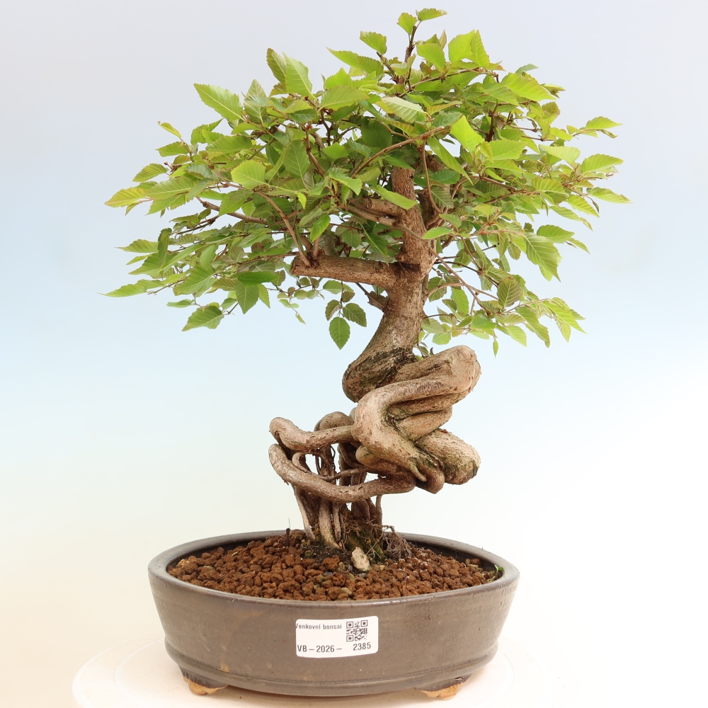 Venkovní bonsai -Carpinus coreana - Habr korejský