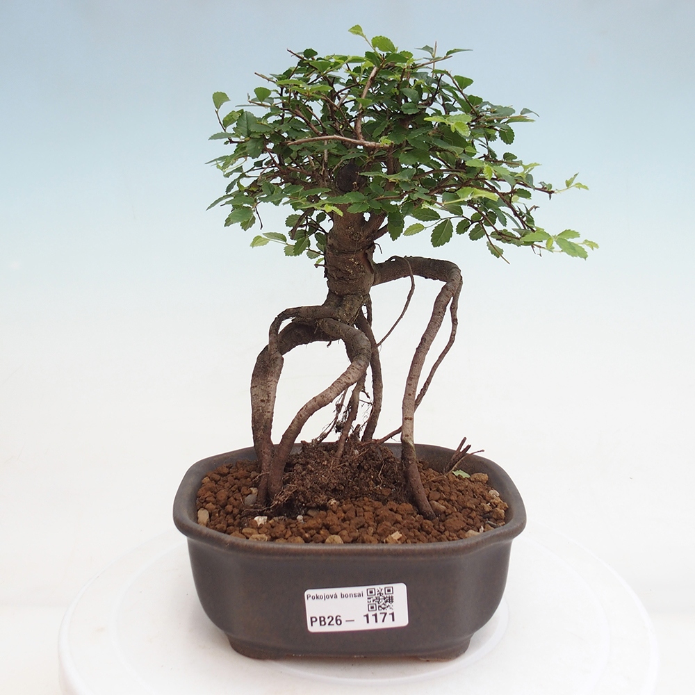 Pokojová bonsai - Ulmus parvifolia - Malolistý jilm