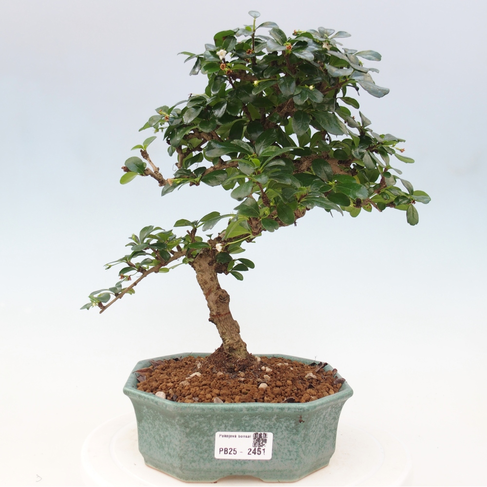 Pokojová bonsai - Carmona macrophylla - Čaj fuki