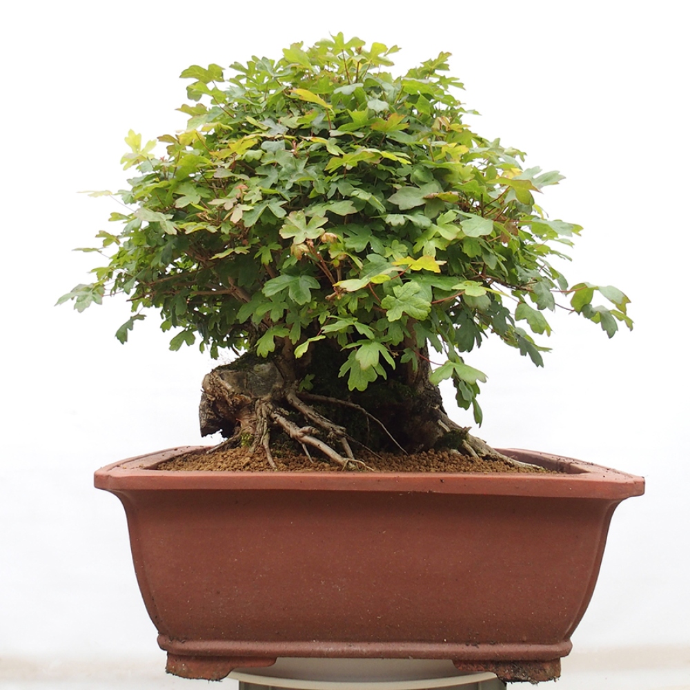 Venkovní bonsai - Javor Francouzský - Acer Nonspessulanum