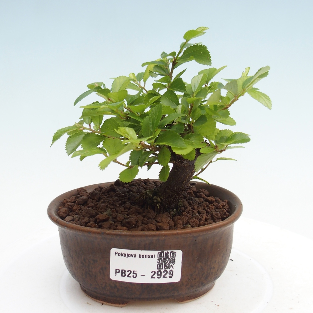 Pokojová bonsai - Grewia occidentalis - Hvězdice levandulová