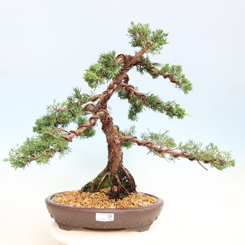 Venkovní bonsai - Juniperus chinensis Kishu -Jalovec čínský