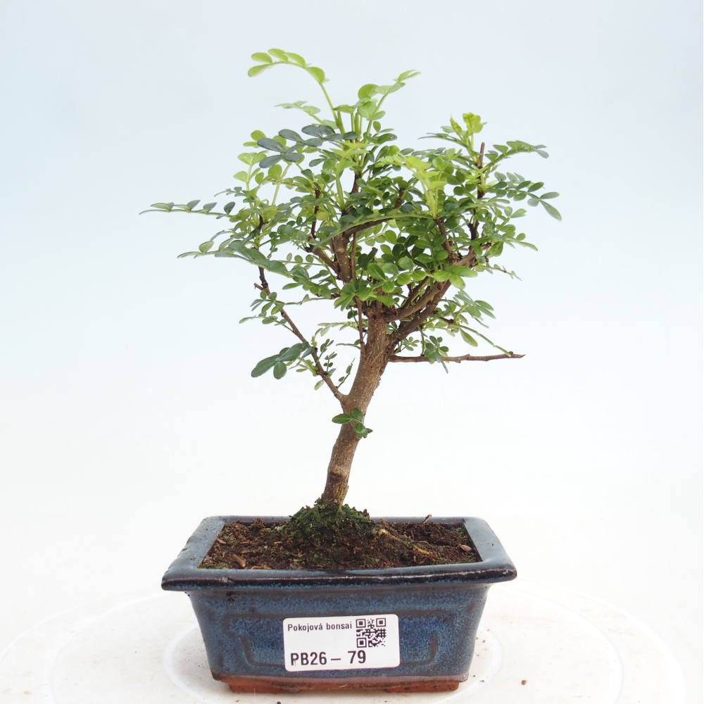 Pokojová bonsai - Zantoxylum piperitum - pepřovník