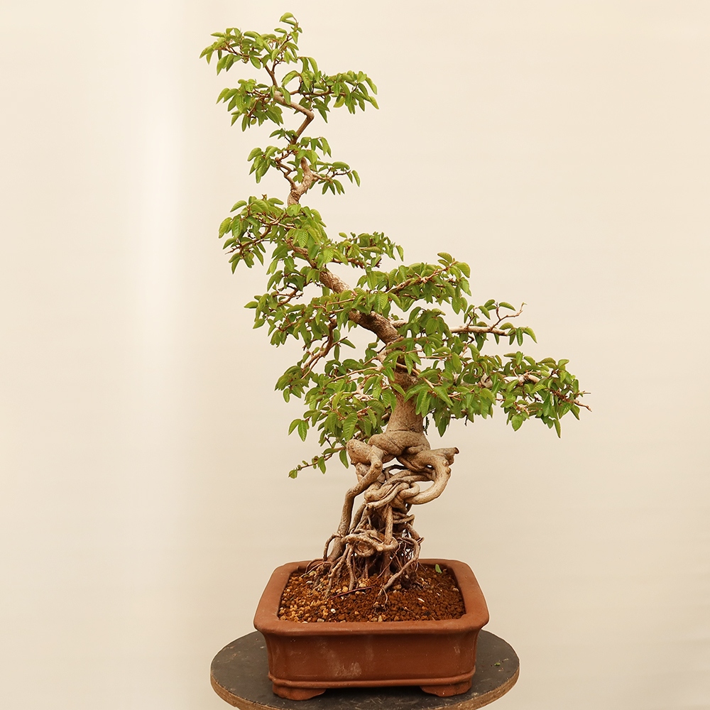 Venkovní bonsai -Carpinus Coreana - Habr korejský