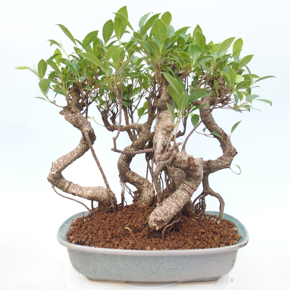 Pokojová bonsai - Ficus kimmen -  malolistý fíkus
