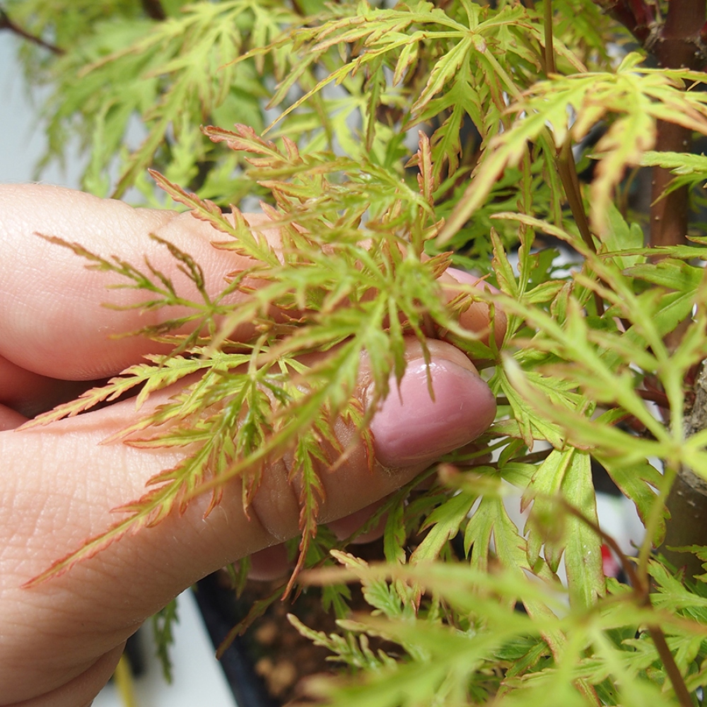 Venkovní bonsai - Acer palmatum Dissectum - Javor dlanitolistý 
