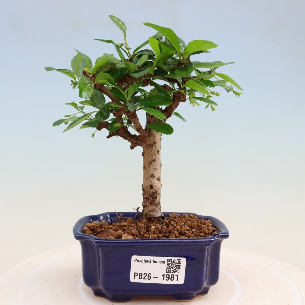 Pokojová bonsai - Carmona macrophylla - Čaj fuki