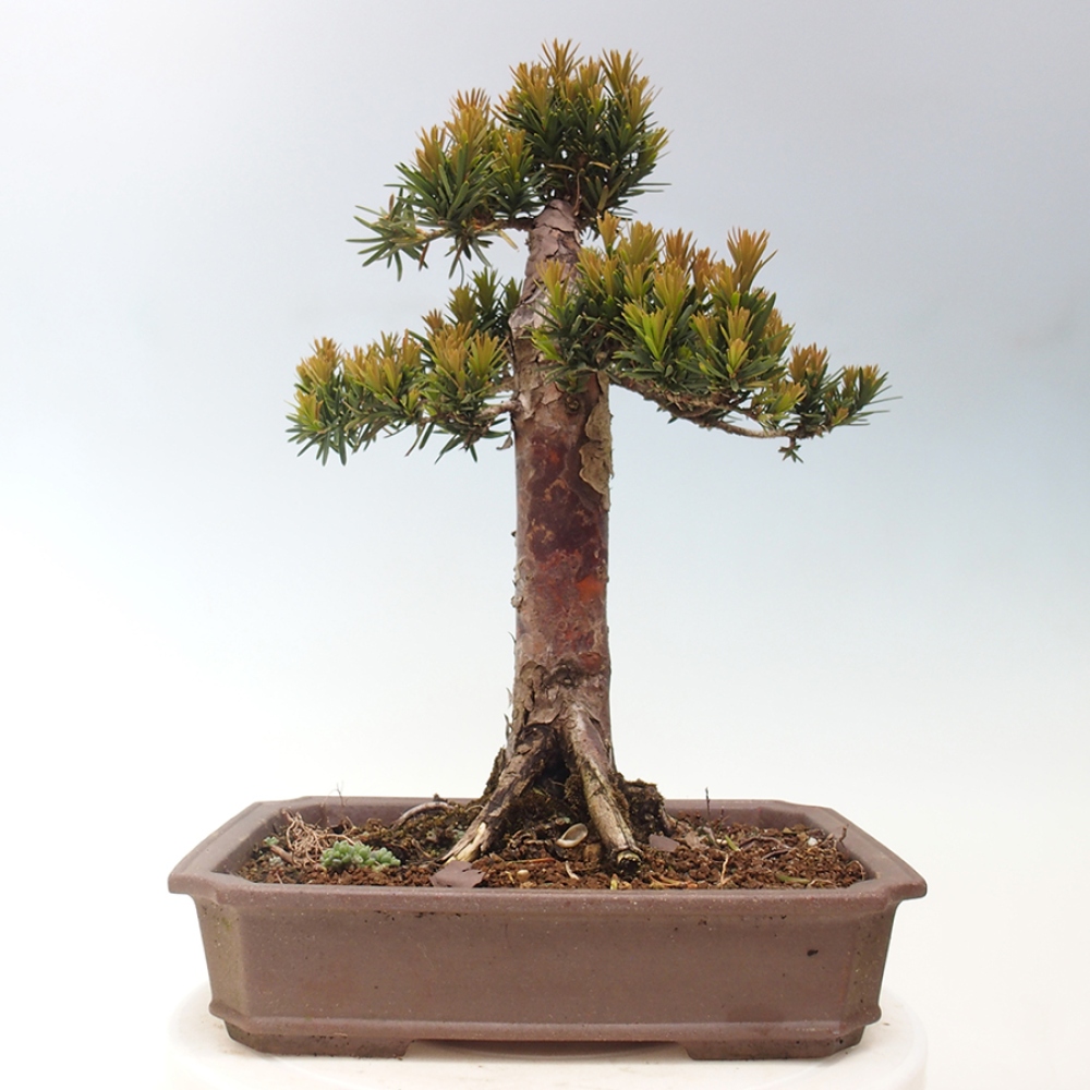 Venkovní bonsai - Taxus cuspidata  - Tis japonský