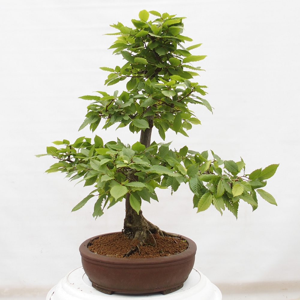 Venkovní bonsai - Habr obecný - Carpinus betulus