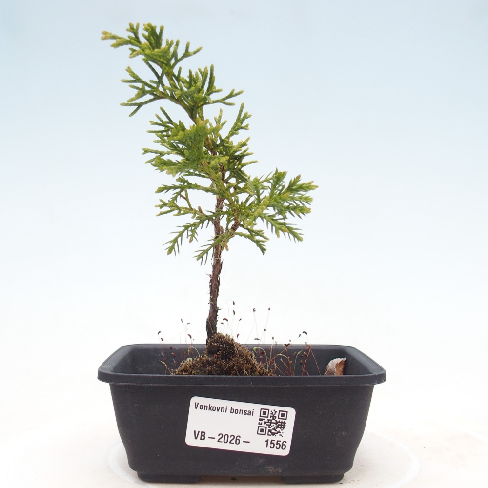 Venkovní bonsai - Juniperus chinensis Itoigawa -Jalovec čínský
