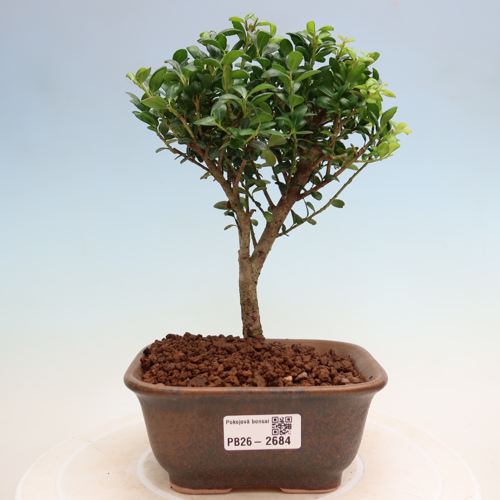 Pokojová bonsai - Ilex crenata - Cesmína