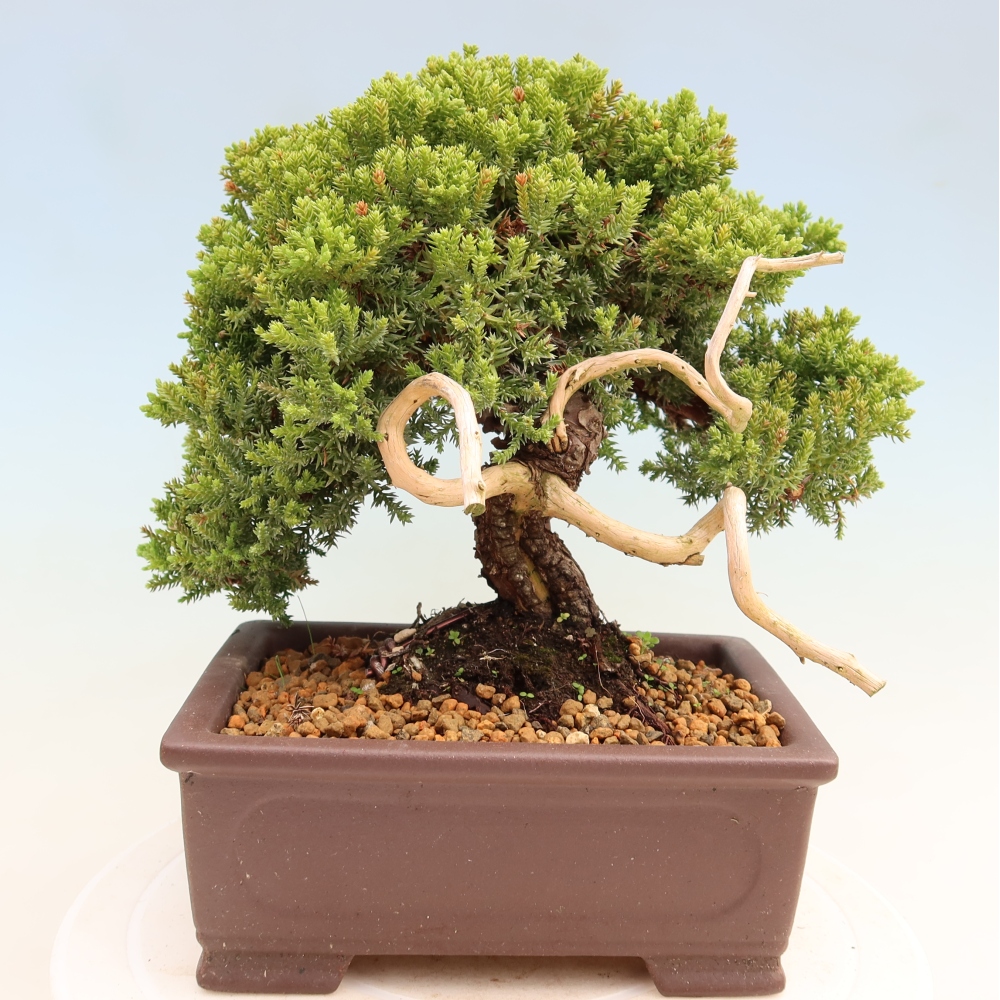 Venkovní bonsai - Juniperus procumbens - Jalovec polehavý