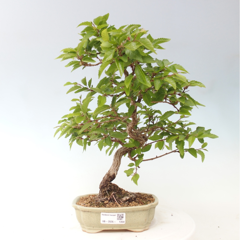 Venkovní bonsai -Carpinus CARPINOIDES - Habr korejský