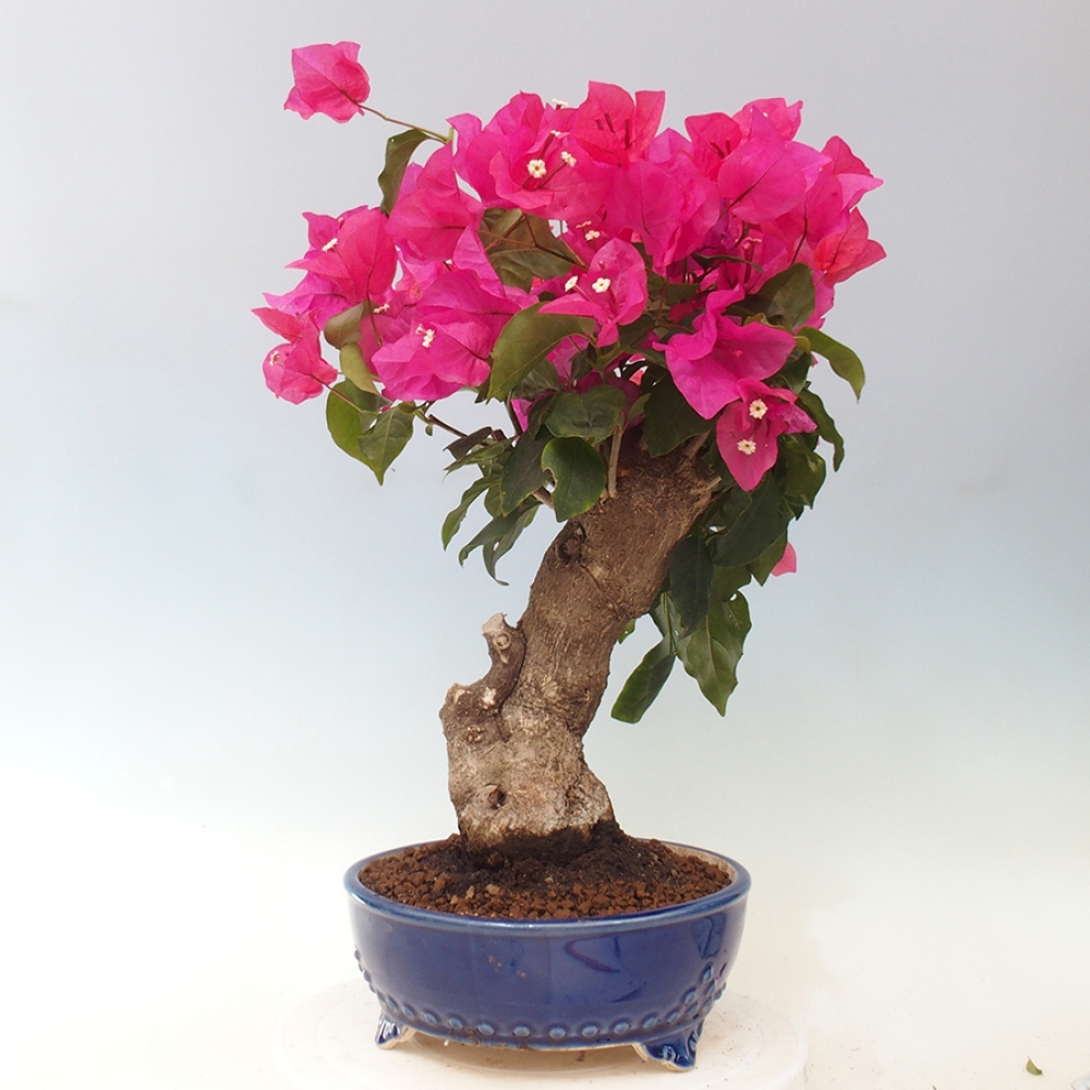 Pokojová bonsai - Bouganwilea