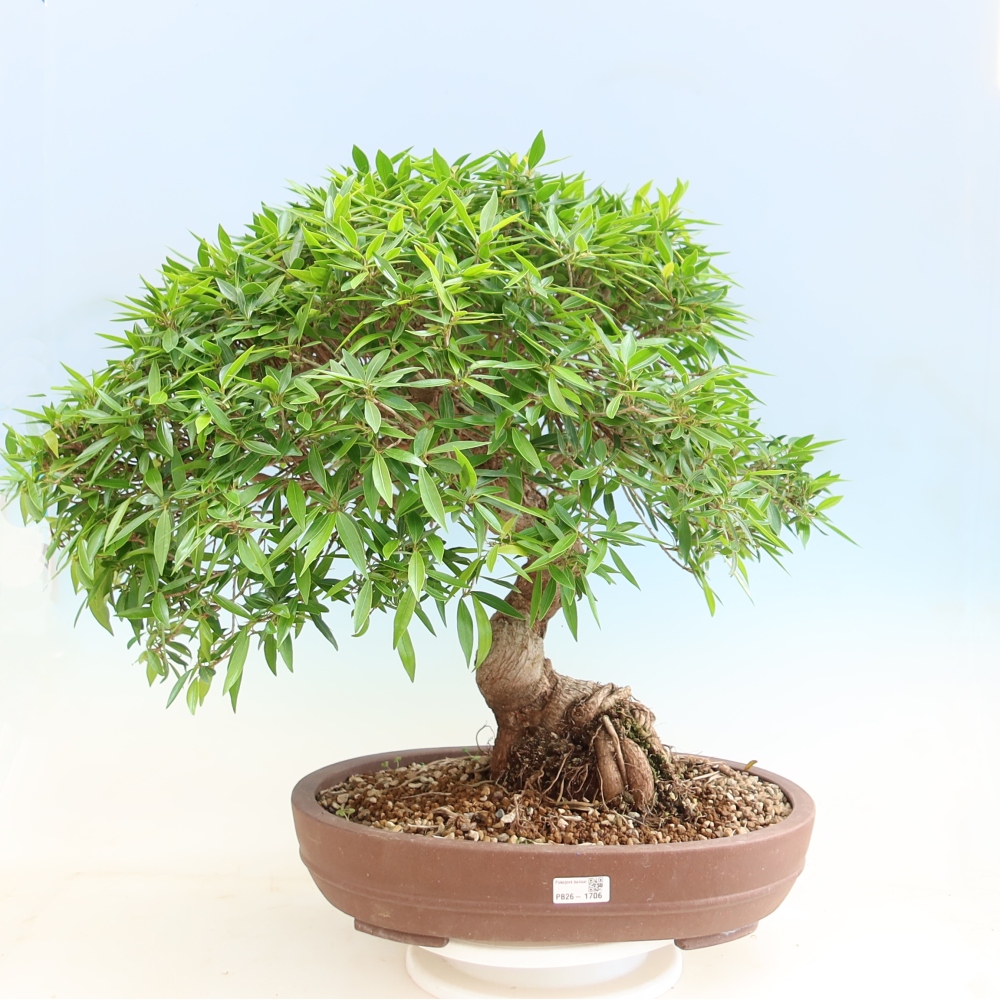 Pokojová bonsai - Ficus nerifolia -  malolistý fíkus