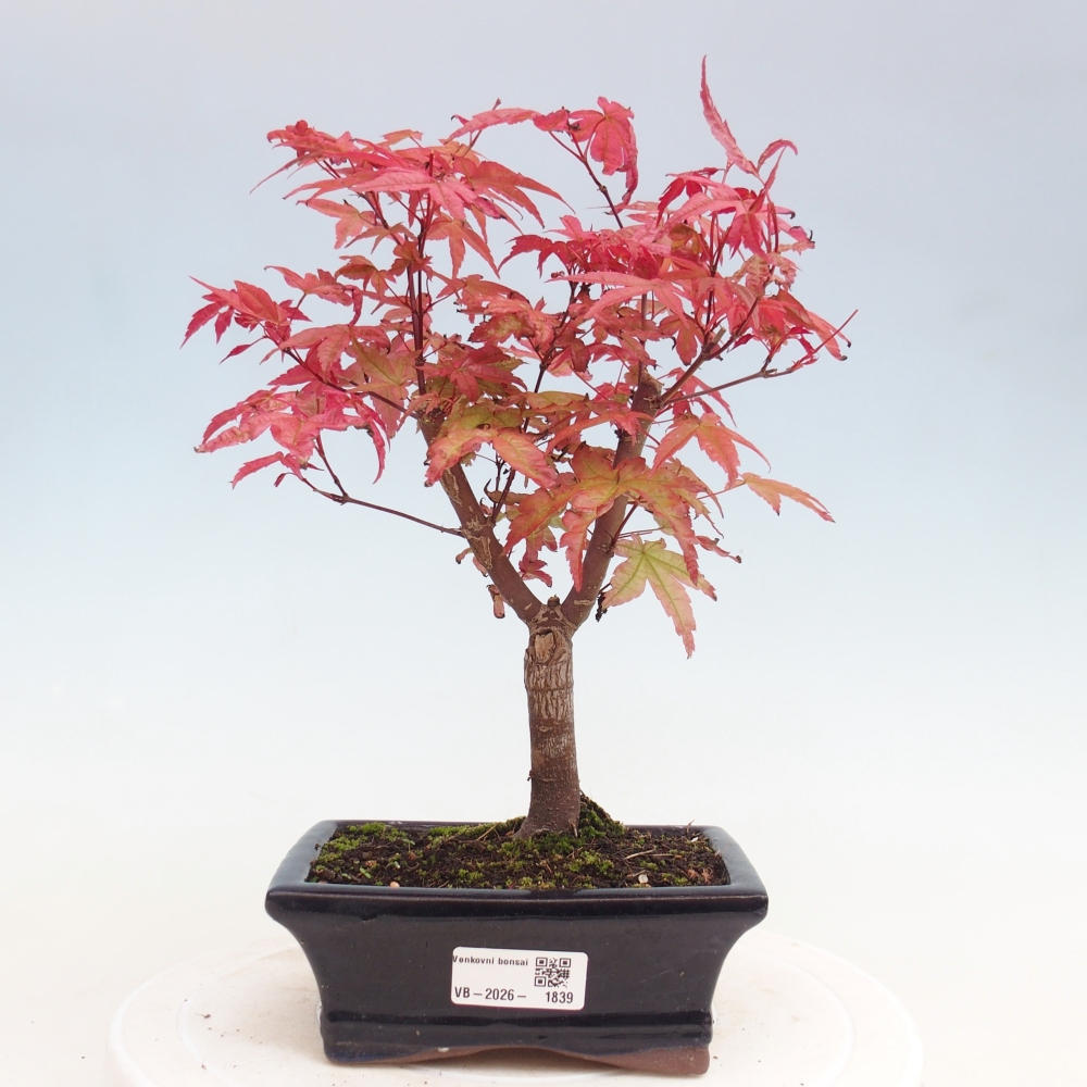 Venkovní bonsai - Javor dlanitolistý - Acer palmatum DESHOJO