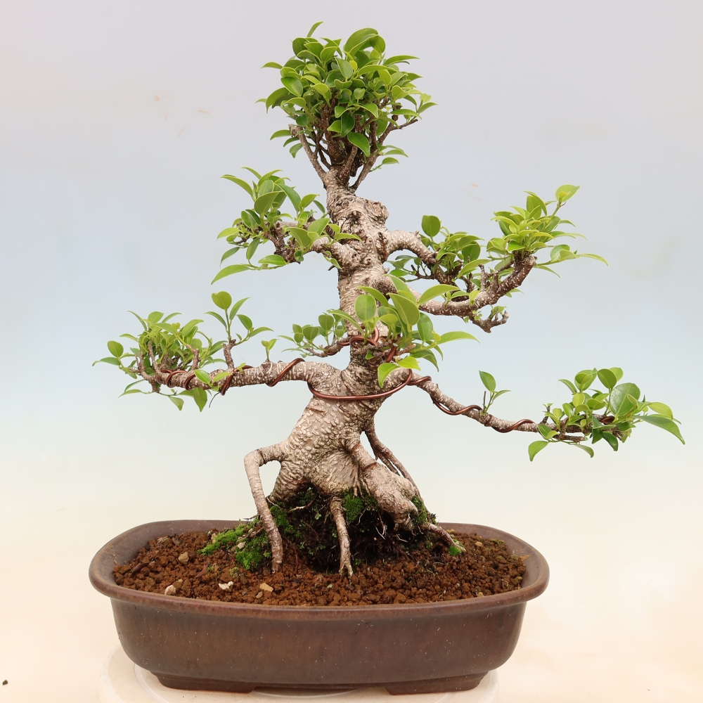 Pokojová bonsai - Ficus kimmen -  malolistý fíkus