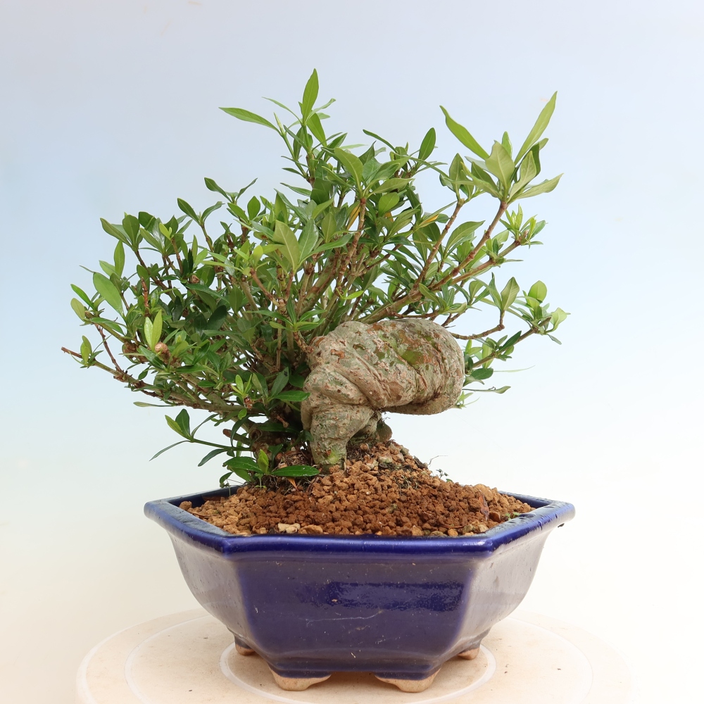 Pokojová bonsai - Gardenia jasminoides-Gardenie
